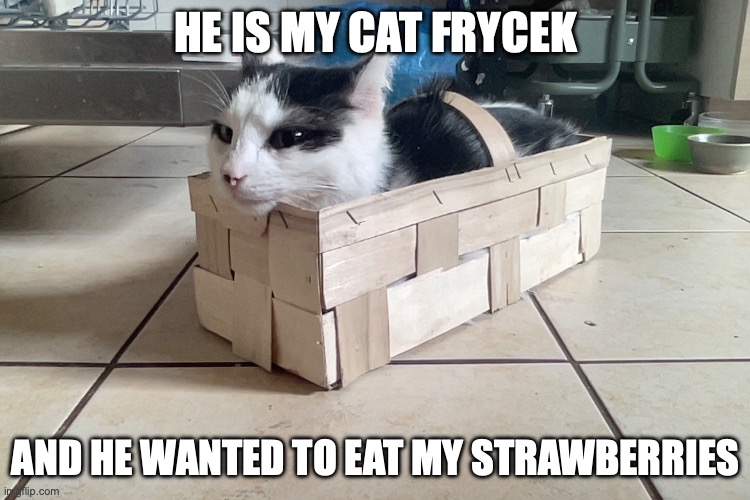 strawberry eater | HE IS MY CAT FRYCEK; AND HE WANTED TO EAT MY STRAWBERRIES | image tagged in cat | made w/ Imgflip meme maker