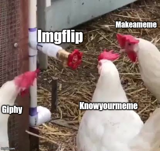 One of a kind | Makeameme; Imgflip; Knowyourmeme; Giphy | image tagged in funny animals,memes,funny memes,confused | made w/ Imgflip meme maker