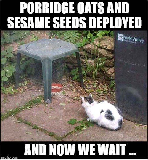 It's A Trap ! | PORRIDGE OATS AND SESAME SEEDS DEPLOYED; AND NOW WE WAIT ... | image tagged in cats,trap | made w/ Imgflip meme maker