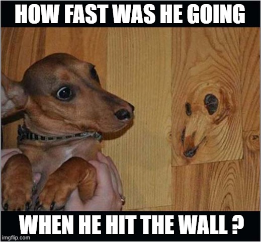 A High Speed Collision ! | HOW FAST WAS HE GOING; WHEN HE HIT THE WALL ? | image tagged in dogs,plank,pattern | made w/ Imgflip meme maker