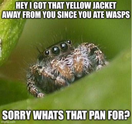 the spider who needs to live | HEY I GOT THAT YELLOW JACKET AWAY FROM YOU SINCE YOU ATE WASPS; SORRY WHATS THAT PAN FOR? | image tagged in misunderstood spider,let him cook | made w/ Imgflip meme maker