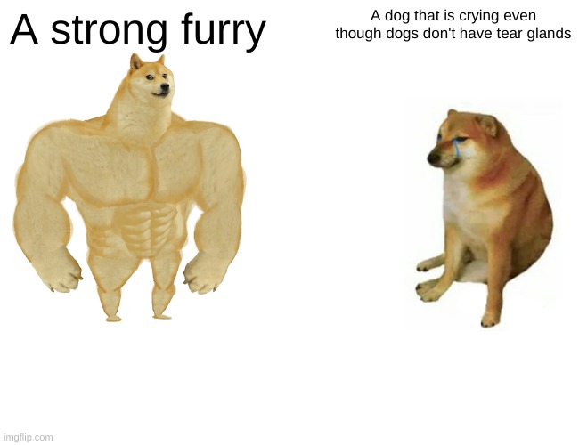 Buff Doge vs. Cheems Meme | A strong furry; A dog that is crying even though dogs don't have tear glands | image tagged in memes,buff doge vs cheems,antimeme,doge | made w/ Imgflip meme maker