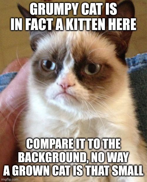 Grumpy Cat Meme | GRUMPY CAT IS IN FACT A KITTEN HERE; COMPARE IT TO THE BACKGROUND, NO WAY A GROWN CAT IS THAT SMALL | image tagged in memes,grumpy cat | made w/ Imgflip meme maker
