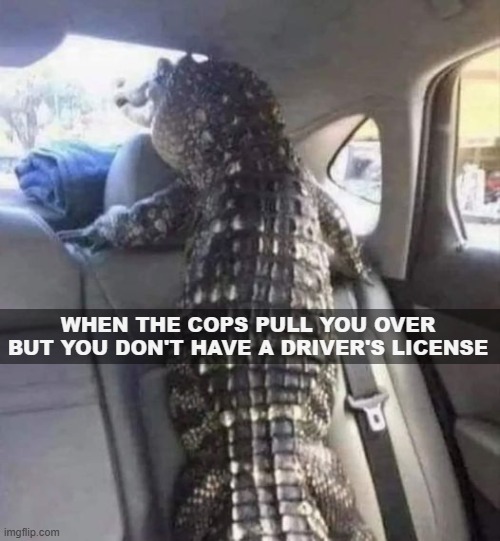 WHEN THE COPS PULL YOU OVER BUT YOU DON'T HAVE A DRIVER'S LICENSE | image tagged in funny,animals | made w/ Imgflip meme maker