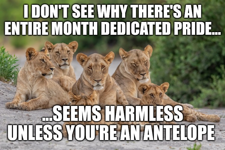 I DON'T SEE WHY THERE'S AN ENTIRE MONTH DEDICATED PRIDE... ...SEEMS HARMLESS UNLESS YOU'RE AN ANTELOPE | image tagged in pride,lions | made w/ Imgflip meme maker