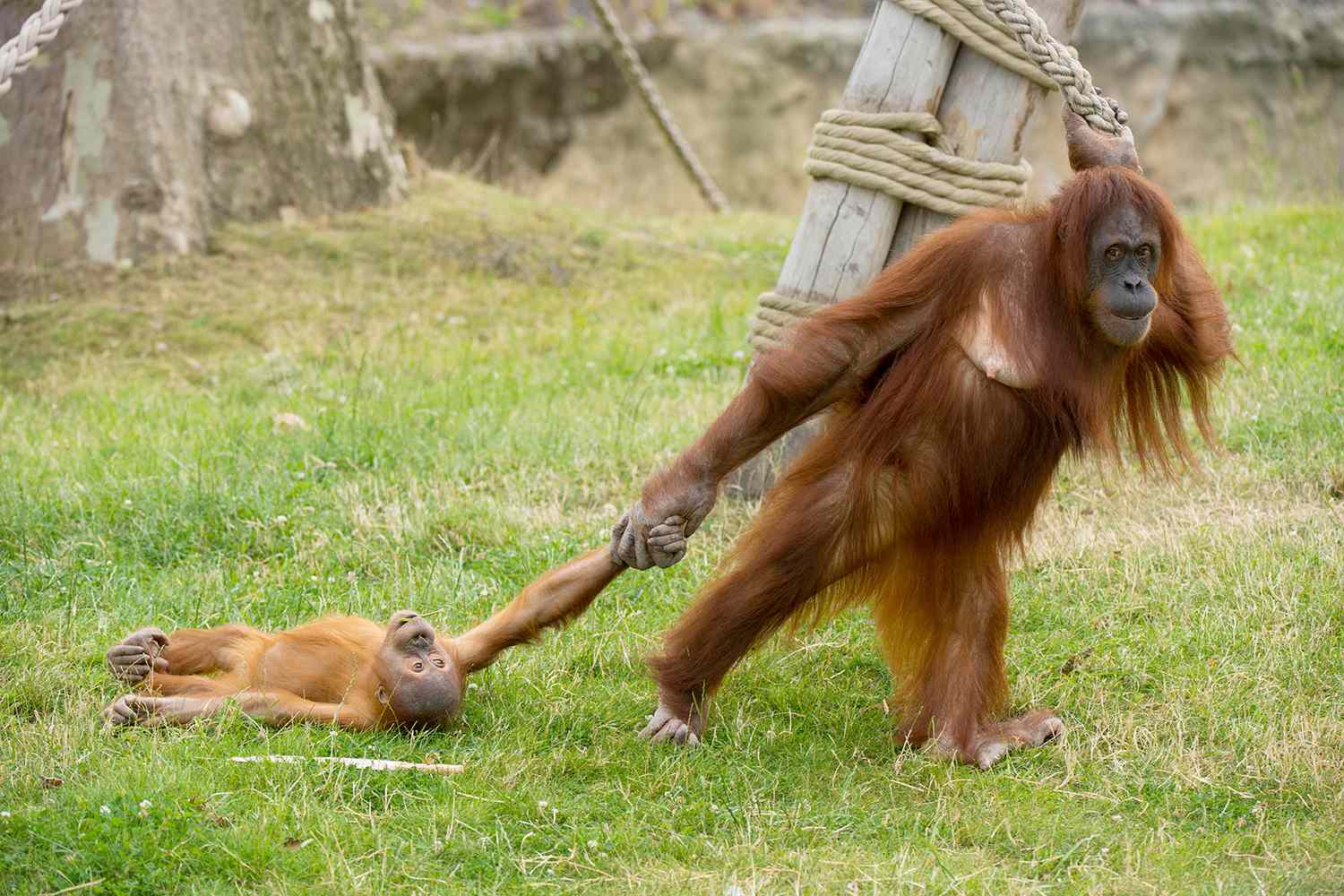 Orangutan drag baby Blank Meme Template