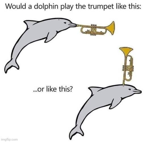 What do you think? | image tagged in would a dolphin play the trumpet like this,animals,biology,breath,instruments,music | made w/ Imgflip meme maker