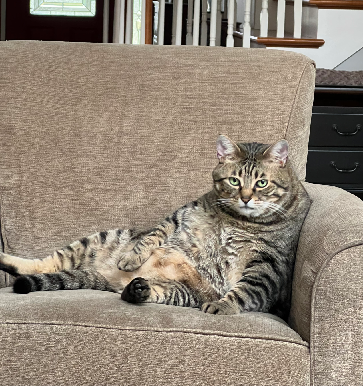 Cat with attitude Blank Meme Template