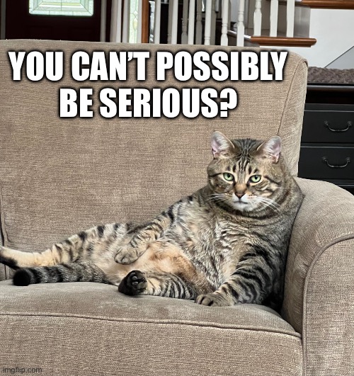 Fat cattitude | YOU CAN’T POSSIBLY BE SERIOUS? | image tagged in cat with attitude | made w/ Imgflip meme maker