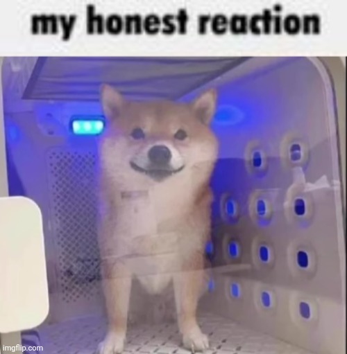 image tagged in my honest reaction | made w/ Imgflip meme maker