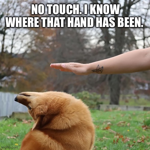 No touch | NO TOUCH. I KNOW WHERE THAT HAND HAS BEEN. | image tagged in avoid dog,dog,dogs,dog memes,ew,wash your hands | made w/ Imgflip meme maker