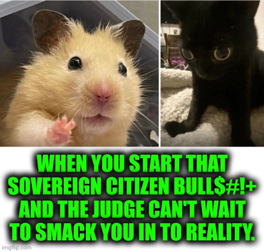 Funny | WHEN YOU START THAT SOVEREIGN CITIZEN BULL$#!+ AND THE JUDGE CAN'T WAIT TO SMACK YOU IN TO REALITY. | image tagged in funny,court,judge dredd,citizen science,cat,hamster | made w/ Imgflip meme maker