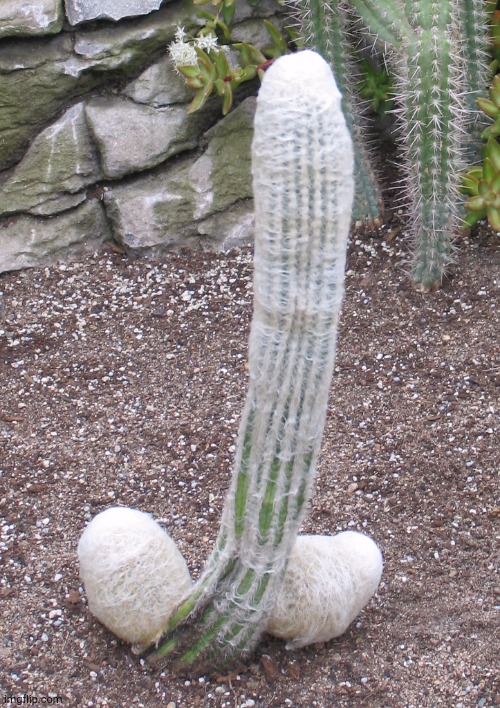 dildo cactus | image tagged in dildo cactus | made w/ Imgflip meme maker