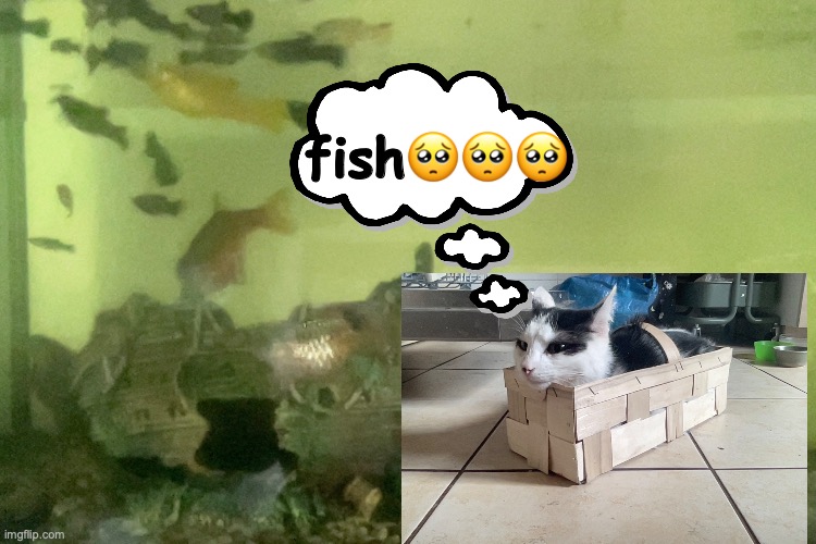 Fryccat wants to eat fish | fish🥺🥺🥺 | image tagged in cat | made w/ Imgflip meme maker