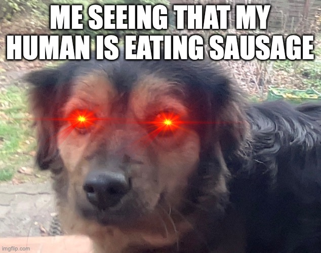 I HATE HUMANS | ME SEEING THAT MY HUMAN IS EATING SAUSAGE | image tagged in dogs | made w/ Imgflip meme maker