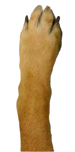 High Quality Doge Hand Blank Meme Template