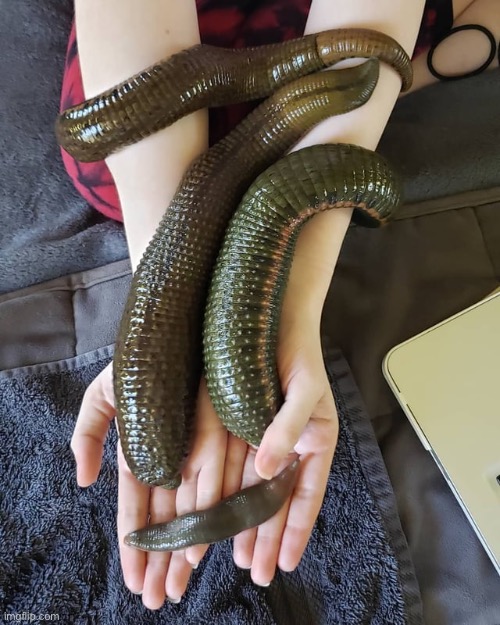 Buffalo leeches | made w/ Imgflip meme maker