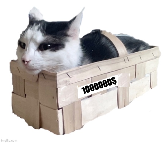 Fryccat for sale | 1000000$ | image tagged in cat,for sale,cats | made w/ Imgflip meme maker