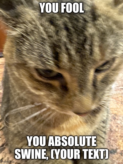 you fool, you absolute swine cat | YOU FOOL; YOU ABSOLUTE SWINE, (YOUR TEXT) | image tagged in angry cat,cat | made w/ Imgflip meme maker