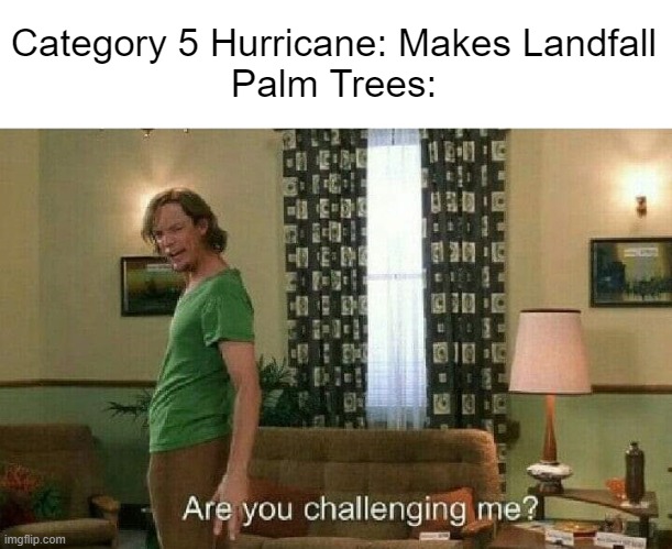Are you challenging me? | Category 5 Hurricane: Makes Landfall
Palm Trees: | image tagged in are you challenging me,hurricane,hurricanes | made w/ Imgflip meme maker