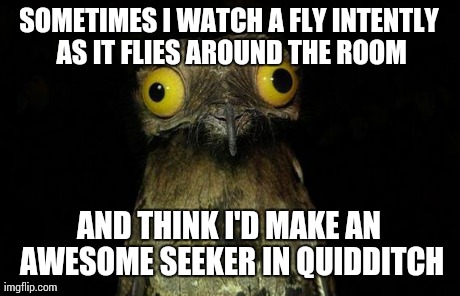 Weird Stuff I Do Potoo | SOMETIMES I WATCH A FLY INTENTLY AS IT FLIES AROUND THE ROOM AND THINK I'D MAKE AN AWESOME SEEKER IN QUIDDITCH | image tagged in memes,weird stuff i do potoo,AdviceAnimals | made w/ Imgflip meme maker