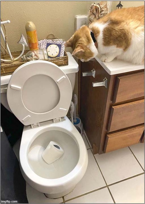 And This is Why You Should Close The Lid ! | image tagged in cats,toilet | made w/ Imgflip meme maker