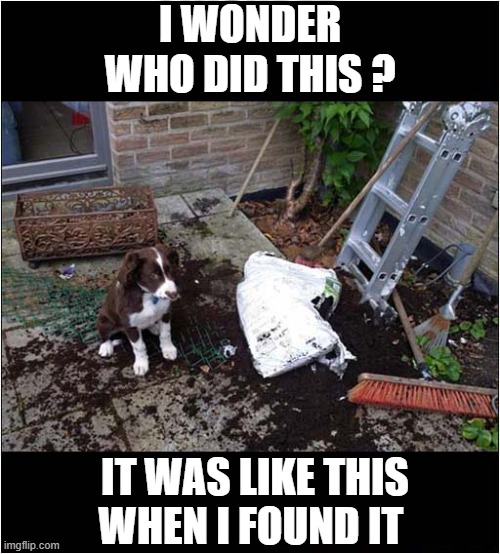 Doggy Denial ! | I WONDER WHO DID THIS ? IT WAS LIKE THIS
WHEN I FOUND IT | image tagged in dogs,destruction,denial | made w/ Imgflip meme maker