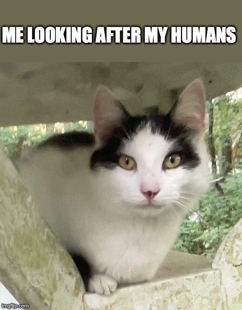 OH THESE SILLY HUMANS | ME LOOKING AFTER MY HUMANS | image tagged in cat,cats,scared cat | made w/ Imgflip meme maker