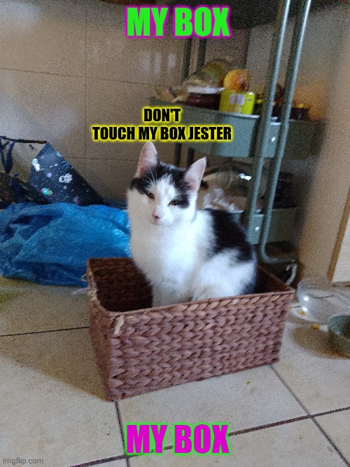 Fryc box | MY BOX; DON'T TOUCH MY BOX JESTER; MY BOX | image tagged in kot | made w/ Imgflip meme maker