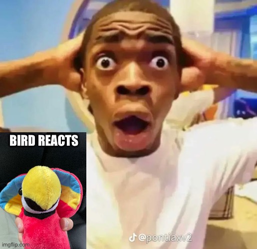 Shocked black guy | BIRD REACTS | image tagged in shocked black guy | made w/ Imgflip meme maker