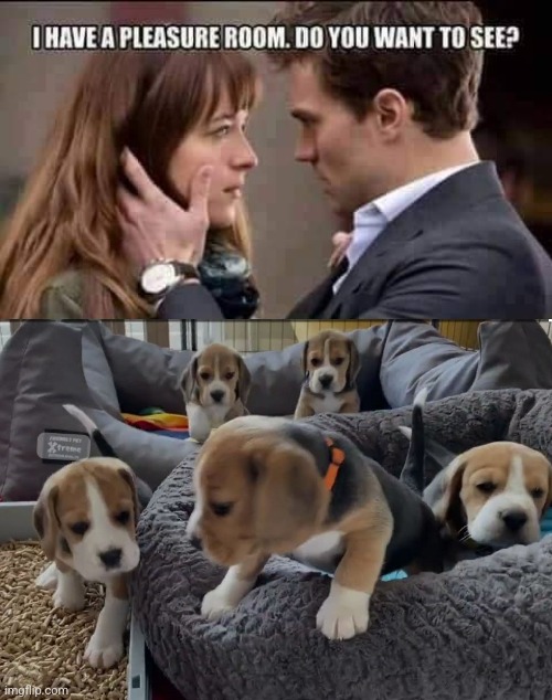 50 shades of awe | image tagged in beagle,puppy,cute puppies,puppies,50 shades of grey,dogs | made w/ Imgflip meme maker