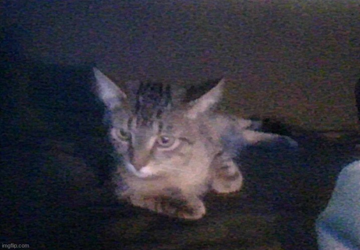 cat | made w/ Imgflip meme maker