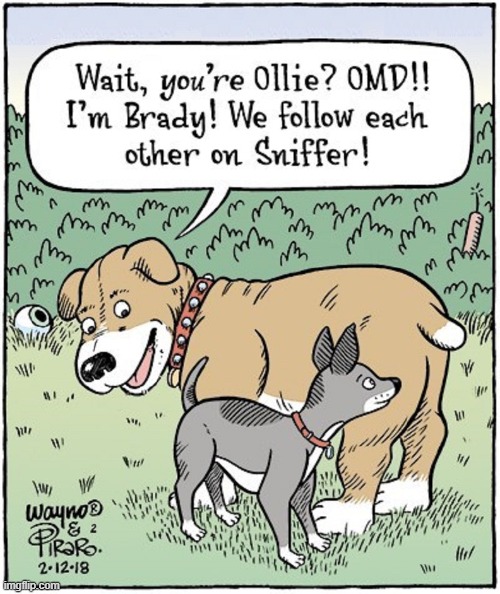 "Sniffler" —the social media site for canines. (Download App) | image tagged in vince vance,sniff,social media,dogs,cartoon,bizarro | made w/ Imgflip meme maker