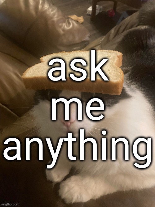 bread cat | ask me anything | image tagged in bread cat | made w/ Imgflip meme maker