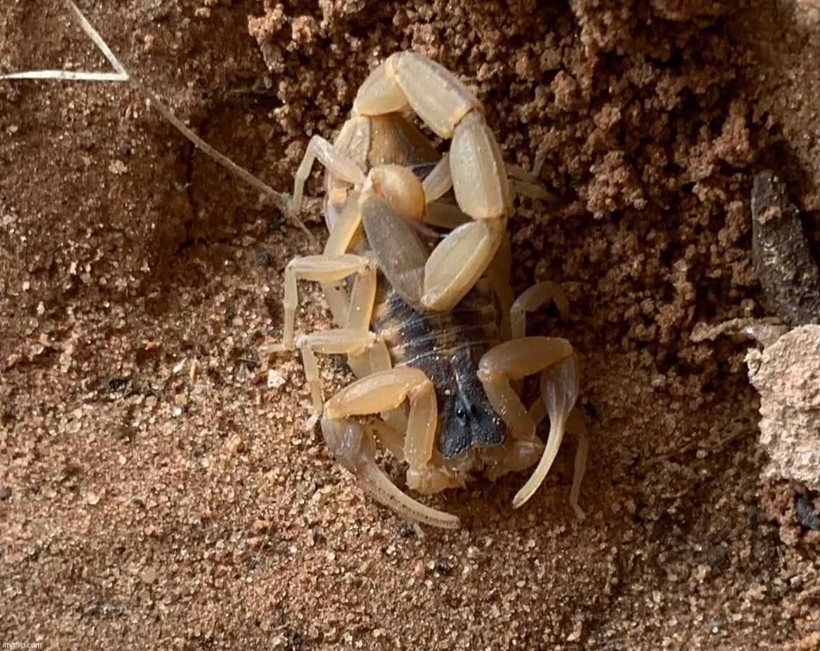 The skrunkly | made w/ Imgflip meme maker