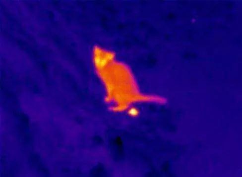 High Quality Nightvision cat pooping Blank Meme Template