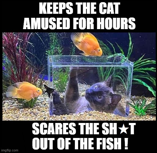 That Girl that You Never Could... | image tagged in vince vance,goldfish,cats,memes,aquarium,siamese | made w/ Imgflip meme maker