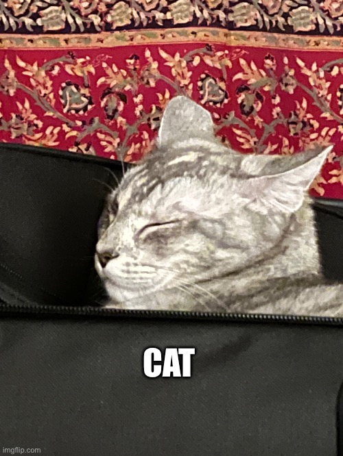 Cat | CAT | image tagged in cat,cute cat,funny cats | made w/ Imgflip meme maker