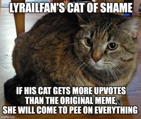 New of shame (disclaimer: yea that's my actual cat) | image tagged in lyrailfan's cat of shame | made w/ Imgflip meme maker