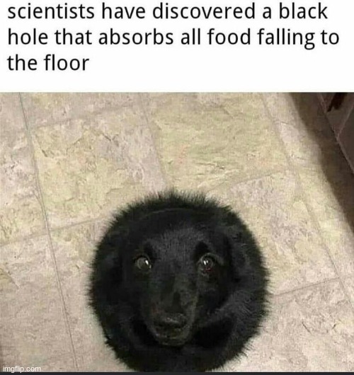 Black Hole Dog | image tagged in black hole dog | made w/ Imgflip meme maker