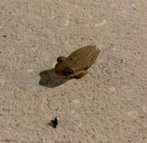 Fog | made w/ Imgflip meme maker