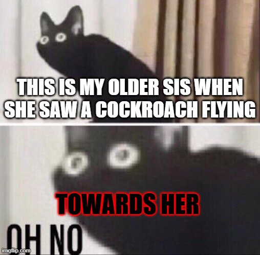 True Story :) | THIS IS MY OLDER SIS WHEN SHE SAW A COCKROACH FLYING; TOWARDS HER | image tagged in oh no cat,funny,cat memes | made w/ Imgflip meme maker
