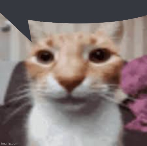 Straight face cat | image tagged in straight face cat | made w/ Imgflip meme maker