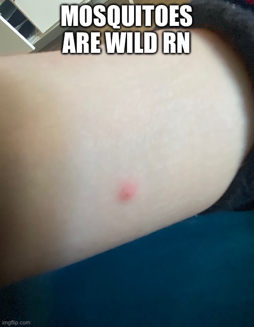 MOSQUITOES ARE WILD RN | made w/ Imgflip meme maker