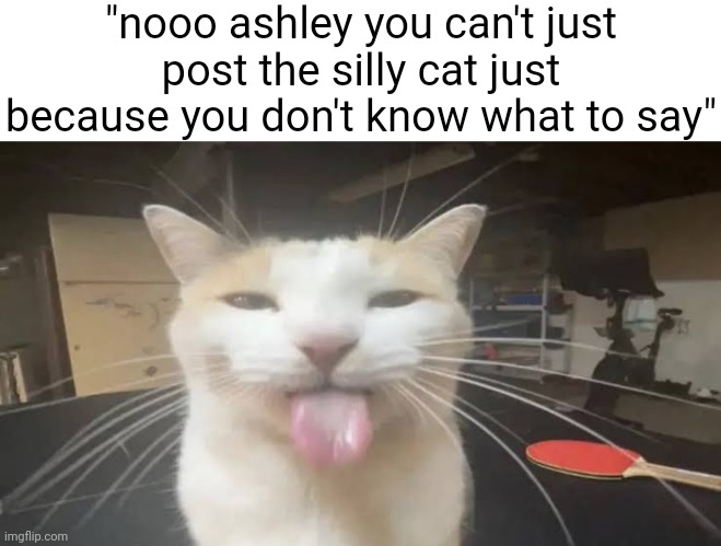 Milly the silly cat Bleh Cat | "nooo ashley you can't just post the silly cat just because you don't know what to say" | image tagged in milly the silly cat bleh cat | made w/ Imgflip meme maker