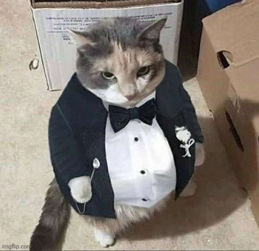 Cat in suit | image tagged in cat in suit | made w/ Imgflip meme maker