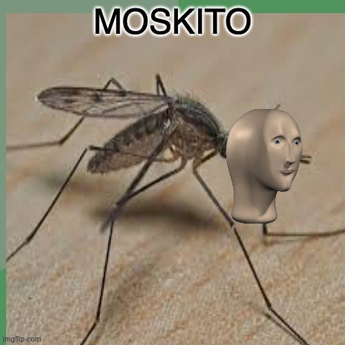 High Quality moskito Blank Meme Template