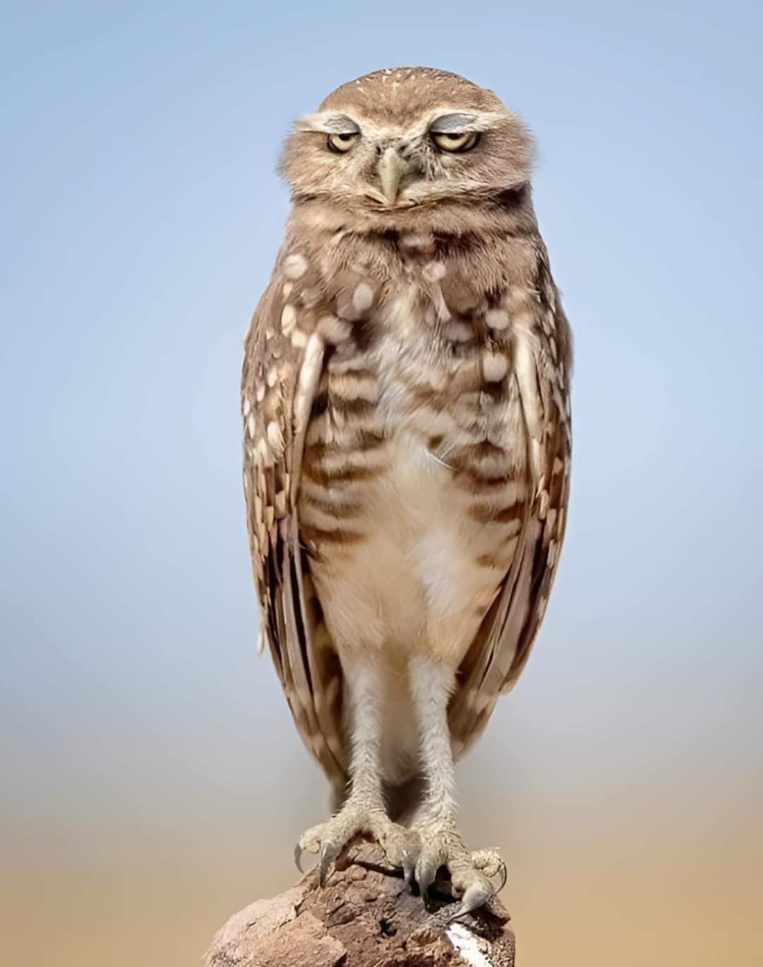 High Quality Captivated owl Blank Meme Template