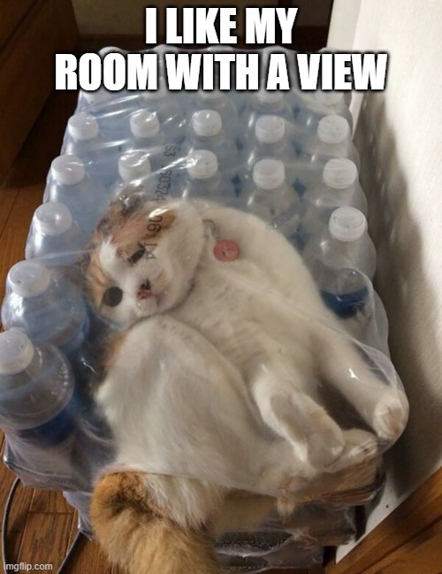 memes by Brad - My cat has a room with a view | I LIKE MY ROOM WITH A VIEW | image tagged in funny,cats,kittens,funny cat memes,cute kittens,humor | made w/ Imgflip meme maker