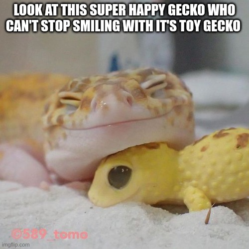 gecko | LOOK AT THIS SUPER HAPPY GECKO WHO CAN'T STOP SMILING WITH IT'S TOY GECKO | image tagged in gecko | made w/ Imgflip meme maker